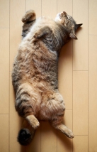 cat radiant heat floor 2